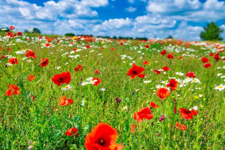 Photo for Field of poppies in summer season against blue sky. - Royalty Free Image