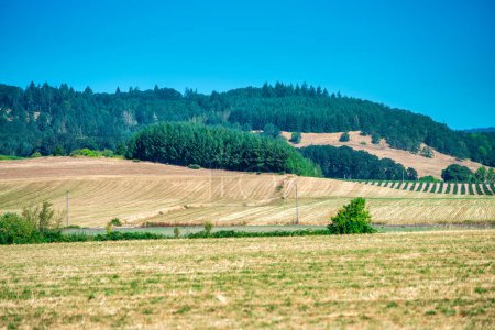 Foto de Oregon campo en verano, Estados Unidos. - Imagen libre de derechos
