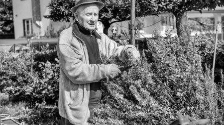 Téléchargez les photos : Un homme âgé coupe des branches mortes de plantes dans son jardin. - en image libre de droit