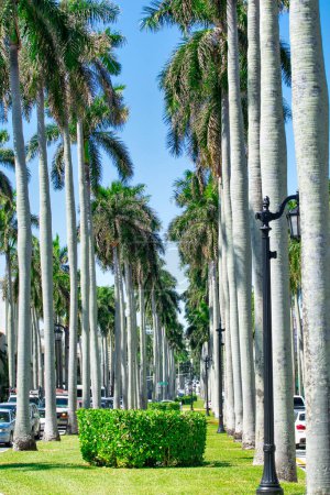 Foto de Palm Beach, FL - 26 de febrero de 2016: Coche a lo largo de las hermosas carreteras de la ciudad y palmeras. - Imagen libre de derechos