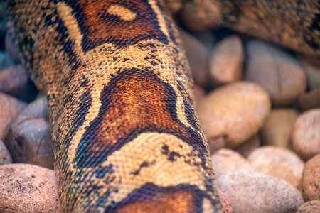 Photo for Reptiles at San Diego Zoo. - Royalty Free Image