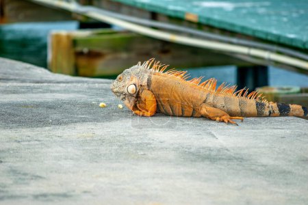 Photo for A giant iguana along the road - Florida. - Royalty Free Image