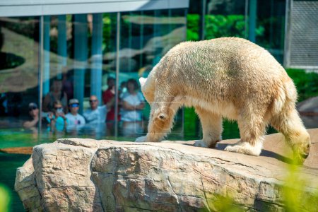 Photo for A white bear at the zoo of San Diego. - Royalty Free Image