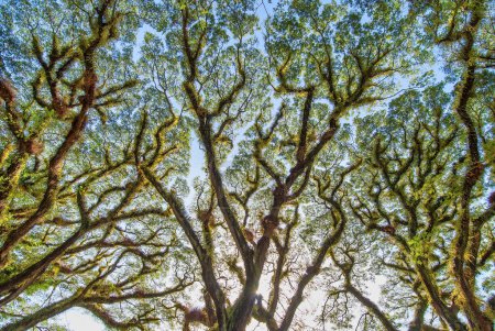 Téléchargez les photos : Belles branches d'arbres le long de la route vers le parc national de Daintree, Queensland - Australie. - en image libre de droit