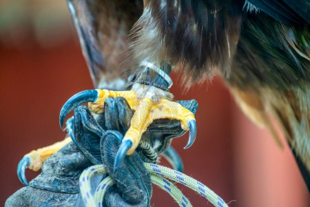 Téléchargez les photos : Oiseaux en captivité dans l'île de Vancouver. - en image libre de droit