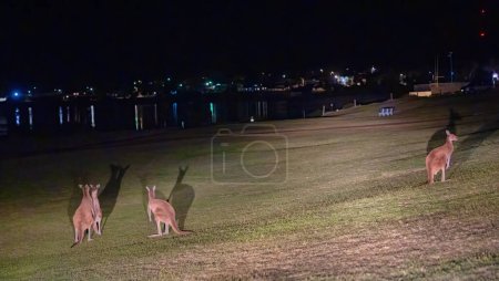 Téléchargez les photos : Un groupe de kangourous sur un parc de Kalbarri, Australie occidentale. - en image libre de droit