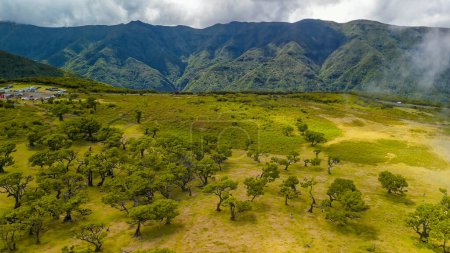 Téléchargez les photos : Madeira, Portugal. The magical Fanal Forest is part of the Laurisilva forest. Aerial view from drone with low clouds and trees. - en image libre de droit