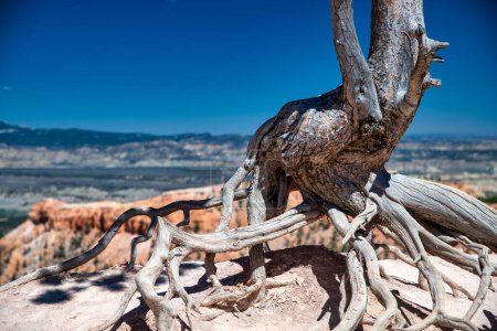 Foto de Tronco de árbol desnudo en el Parque Nacional Bryce Canyon, Utah. - Imagen libre de derechos