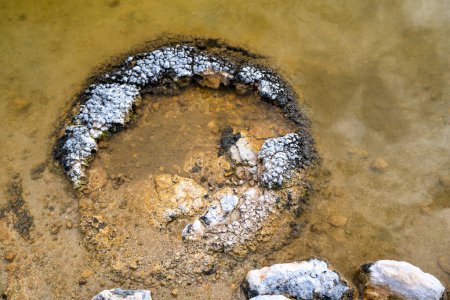 Téléchargez les photos : Stromatolites, Fossiles vivants dans le lac côtier salin - Lac Thetis en Australie occidentale.. - en image libre de droit
