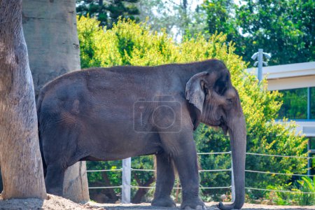 Photo for An Elephant at San Diego Zoo. - Royalty Free Image