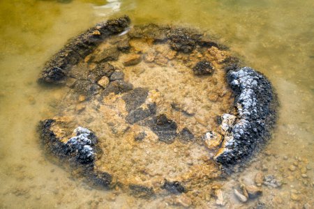 Stromatolithen, Lebende Fossilien im salzhaltigen Küstensee - Lake Thetis in Westaustralien..