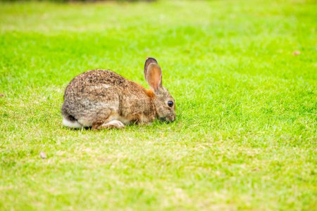 Photo for A rabbit grazing in the grass. - Royalty Free Image