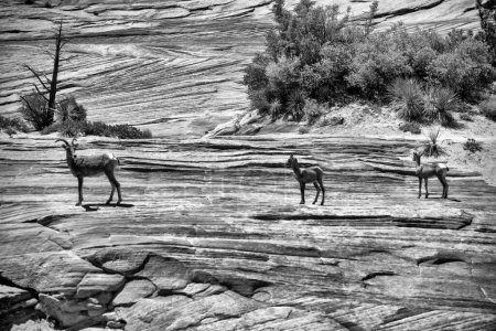 Young Mule Deer Buck en velours sur les rochers du parc national de Sion, Utah.