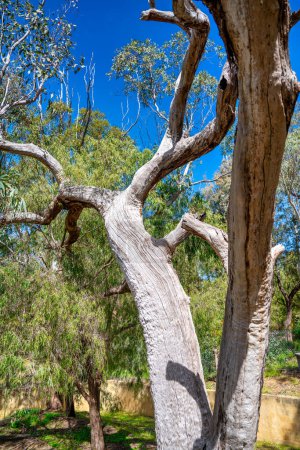 Bäume im Yanchep-Nationalpark, Westaustralien.