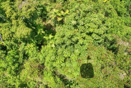 Selva tropical de Kuranda en la hermosa Queensland, vista aérea.