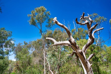 Trees of Yanchep National Park, Western Australia.