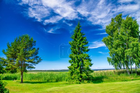 Téléchargez les photos : Une prairie verte contre un ciel bleu avec des nuages. - en image libre de droit