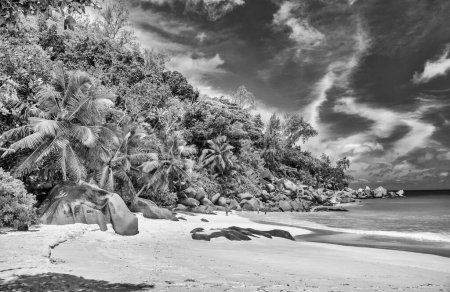 Palms along the beach of Seychelles Islands.