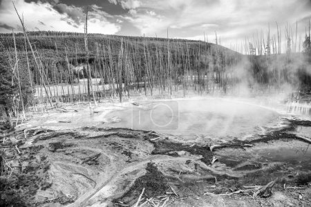 Photo for Norris Geyser Basin, Yellowstone National Park. - Royalty Free Image