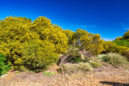 Road and vegetation along Pink Lake, Western Australia.
