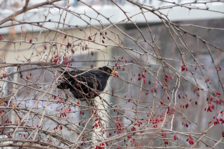 Common Blackbird in city park in winter Kyiv 2023