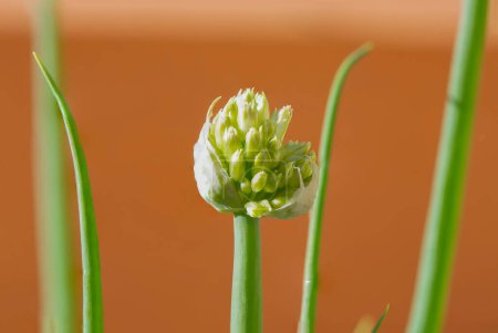 Téléchargez les photos : Macro photography of flowering onion plant - en image libre de droit