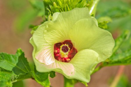 Téléchargez les photos : Okra ou Okro Abelmoschus esculentus, connu dans de nombreux pays anglophones sous le nom de doigts de dames ou ochro, est une plante à fleurs de la famille des mauves.. - en image libre de droit