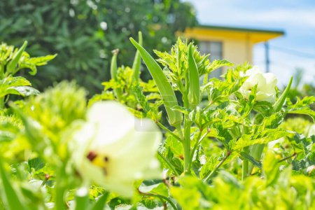 Téléchargez les photos : Okra ou Okro Abelmoschus esculentus, connu dans de nombreux pays anglophones sous le nom de doigts de dames ou ochro, est une plante à fleurs de la famille des mauves.. - en image libre de droit