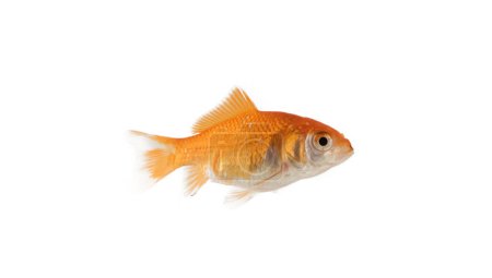 Foto de Imagen de un acuario de peces rojos que nada - Imagen libre de derechos