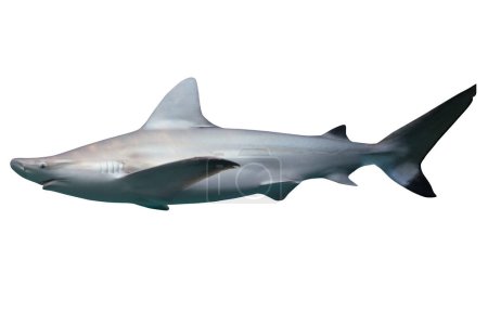 Foto de Image of a white shark, predator of the sea. - Imagen libre de derechos