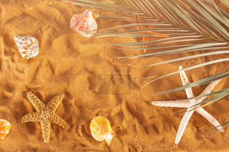 Téléchargez les photos : Étoiles de mer et coquillages sur la plage dorée - en image libre de droit
