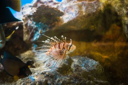 Téléchargez les photos : Scorpionfish tropicale. Un poisson de récif corallien très dangereux - en image libre de droit