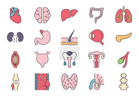 Illustration for Internal Organs Related Vector Icons Set. Contains such Icons as Reproductive System, Brain, Heart, Blood Vessel, Lungs, Liver, Eye, Pancreas, Urinary, Kidney, Stomach, Spine, Uterus and more - Royalty Free Image