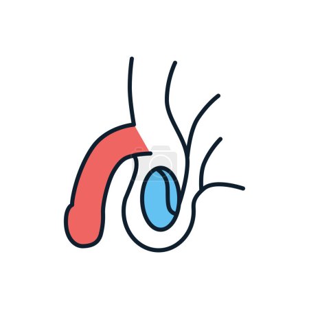 Ilustración de Sistema reproductivo masculino Related Vector Line Icon. Aislado sobre fondo blanco. Carrera Editable - Imagen libre de derechos