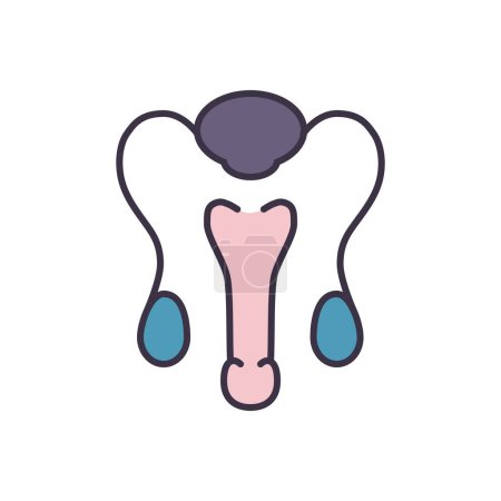 Illustration for Male Reproductive System Related Vector Line Icon. Isolated on White Background. Editable Stroke - Royalty Free Image