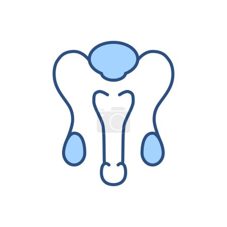 Ilustración de Sistema reproductivo masculino Related Vector Line Icon. Aislado sobre fondo blanco. Carrera Editable - Imagen libre de derechos