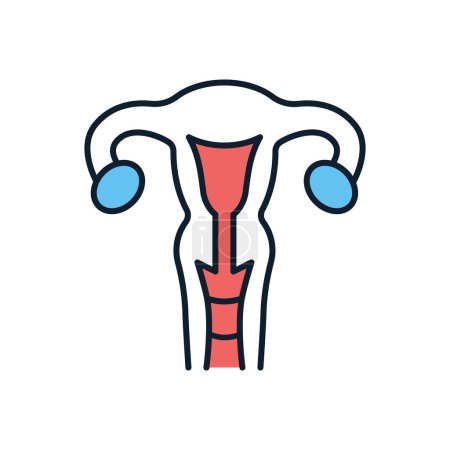 Téléchargez les illustrations : Icône de ligne vectorielle liée à l'utérus. Isolé sur fond blanc. AVC modifiable - en licence libre de droit