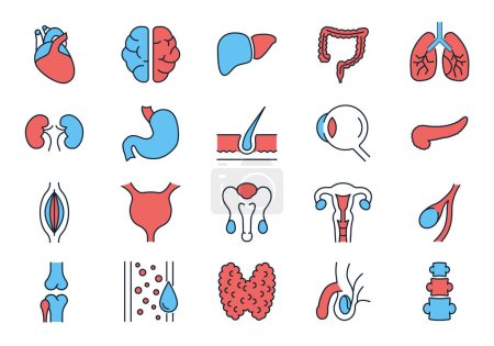 Illustration for Internal Organs Related Vector Icons Set. Contains such Icons as Reproductive System, Brain, Heart, Blood Vessel, Lungs, Liver, Eye, Pancreas, Urinary, Kidney, Stomach, Spine, Uterus and more - Royalty Free Image