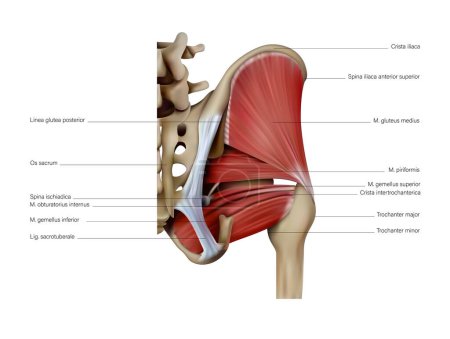 Illustration for Anatomy and structure of the muscles of the human pelvis. 3D illustration - Royalty Free Image
