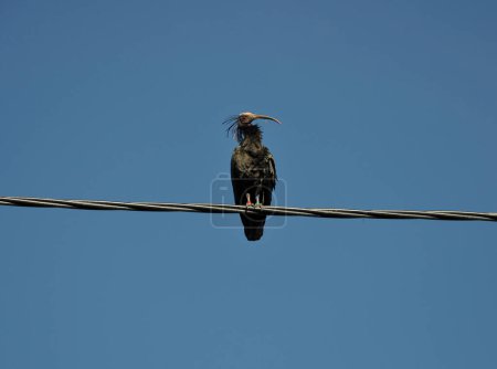Northern bald ibis sitting on power line in Gruenau im Almtal