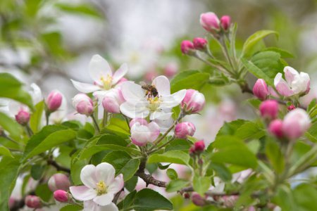 Téléchargez les photos : Printemps arbre fleurs blanc rose et abeille collecte pollen - en image libre de droit