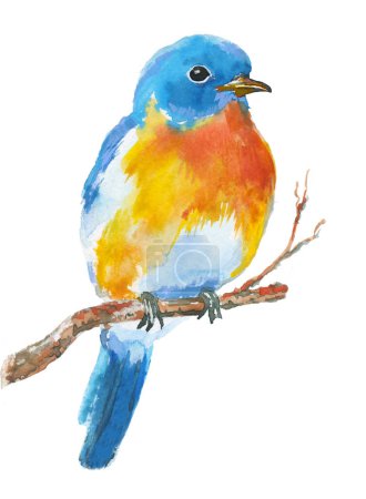 Téléchargez les photos : Illustration aquarelle d'oiseau bleu assis sur une brindille, illustration dessinée à la main sur blanc - en image libre de droit