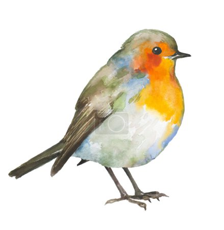 Téléchargez les photos : Petite aquarelle oiseau robin illustration dessinée à la main sur fond blanc - en image libre de droit