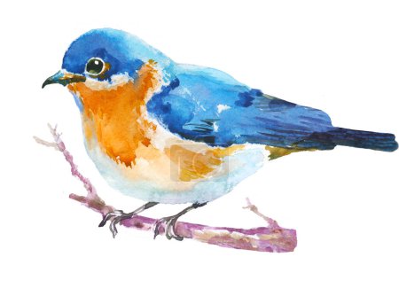 Téléchargez les photos : Illustration aquarelle d'oiseau bleu assis sur brindille sur fond blanc, illustration dessinée à la main - en image libre de droit