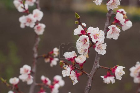 Photo for Spring plum flowers closeup photo as nature background - Royalty Free Image