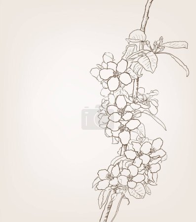 Illustration for Cherry flowers drawing, blooming tree in spring line art illustration, vector - Royalty Free Image