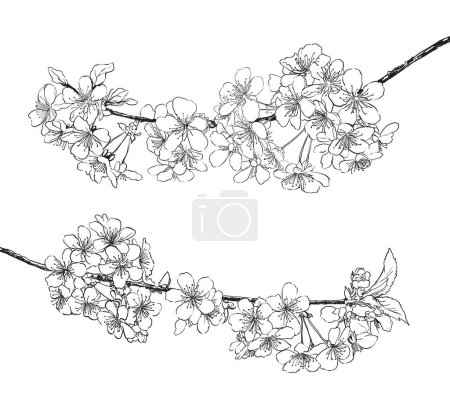 Illustration for Spring tree flowers line art drawing background collection. vector illustration - Royalty Free Image