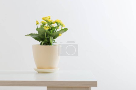 Photo for Yellow kalanchoe in flower pot on white background - Royalty Free Image