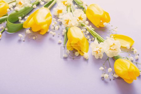 Foto de Tulipanes amarillos sobre fondo de papel morado - Imagen libre de derechos