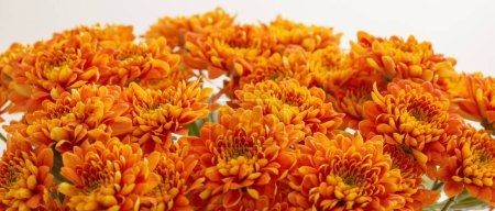 Photo for Flowering background with orange chrysanthemums - Royalty Free Image